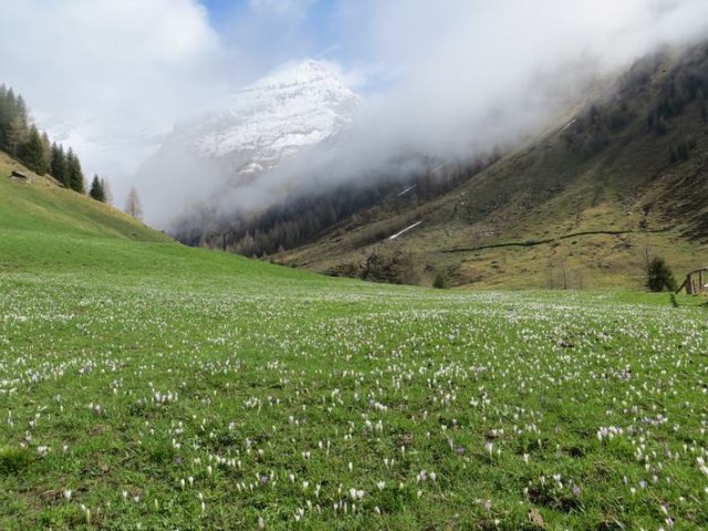 Bodenalm