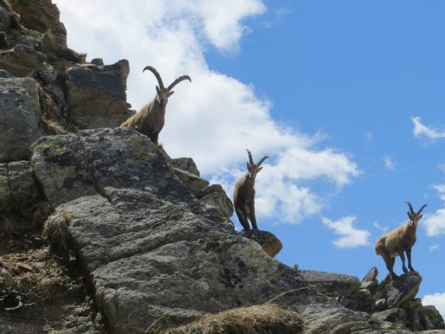 Stambecchi nelle montagne di Fundres