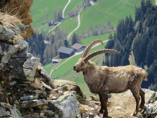 Stambecchi nelle montagne di Fundres