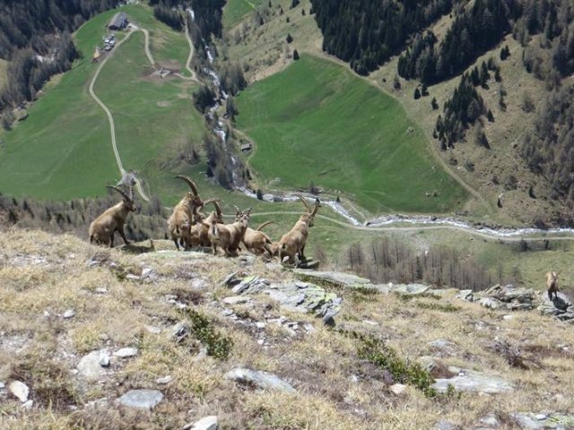 Stambecchi, in secondo piano la Bodenalm