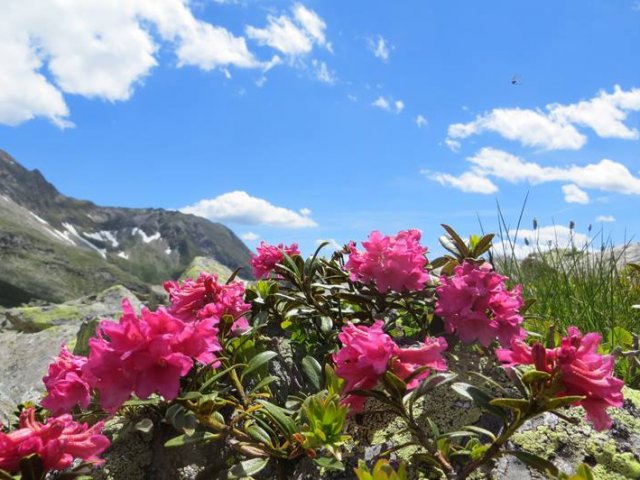 Rose alpine