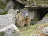 Marmotta