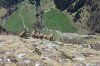 Steinböcke, im Hintergrund die Bodenalm